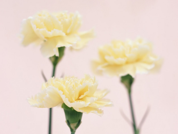 Обои картинки фото цветы, гвоздики