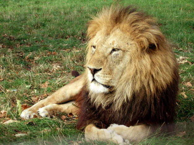 Обои картинки фото животные, львы