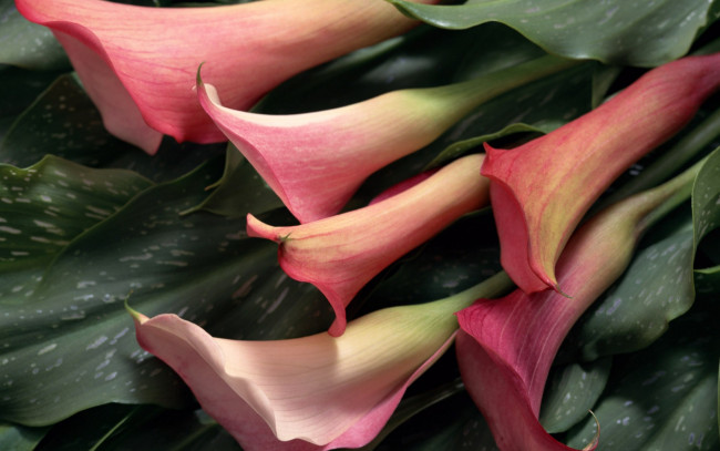 Обои картинки фото цветы, каллы