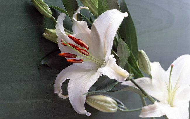 Обои картинки фото цветы, лилии, лилейники