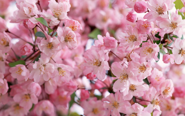 Обои картинки фото цветы, сакура, вишня