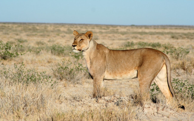 Обои картинки фото животные, львы