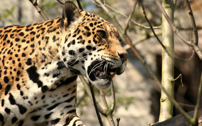 Обои картинки фото животные, Ягуары