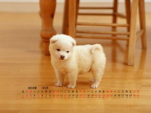 обоя календари, животные