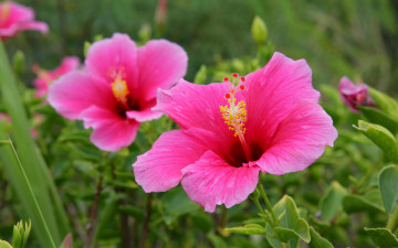 Картинка цветы гибискусы