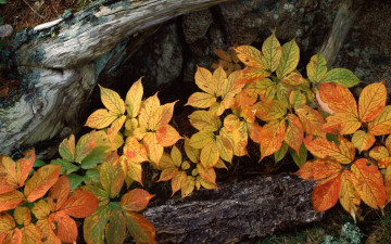 Картинка природа листья