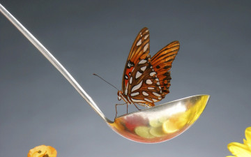 Картинка животные бабочки