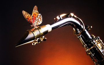 Картинка животные бабочки