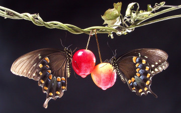 Картинка животные бабочки