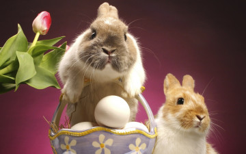 Картинка животные кролики зайцы