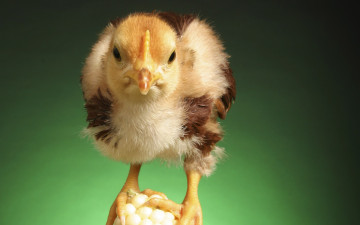 Картинка животные куры петухи