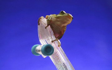 Картинка животные лягушки