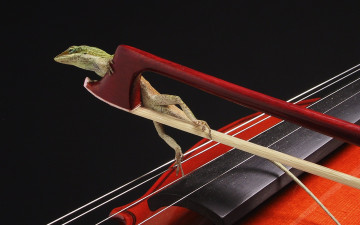 Картинка животные лягушки