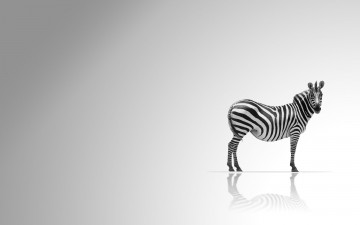 Картинка животные зебры