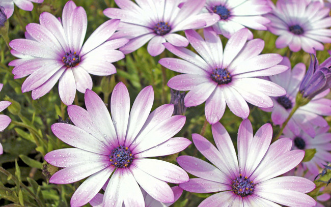 Обои картинки фото цветы, диморфотеки