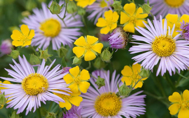 Обои картинки фото цветы, разные, вместе