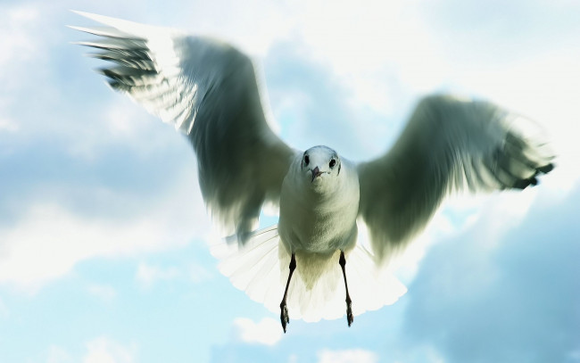 Обои картинки фото животные, Чайки, бакланы, крачки