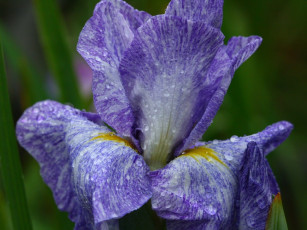 Картинка цветы ирисы