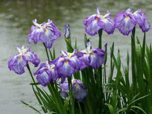 Картинка цветы ирисы