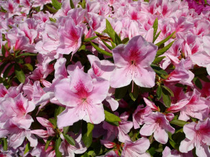 Картинка цветы рододендроны азалии