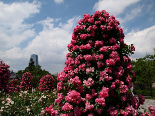 Картинка цветы розы