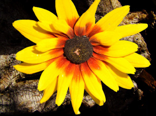 Картинка цветы рудбекия