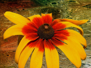 Картинка цветы рудбекия