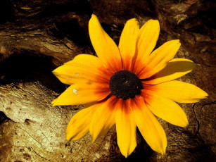 Картинка цветы рудбекия