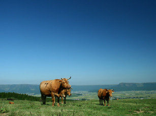Картинка животные коровы буйволы