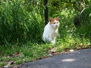 Картинка животные коты