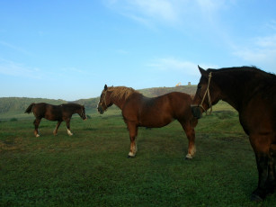 Картинка животные лошади