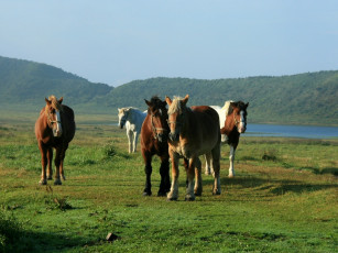 Картинка животные лошади