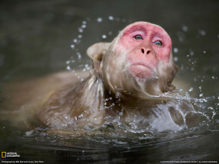 Картинка животные обезьяны