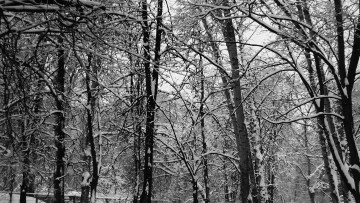 Картинка московский пейзаж природа зима