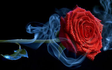 Картинка цветы розы