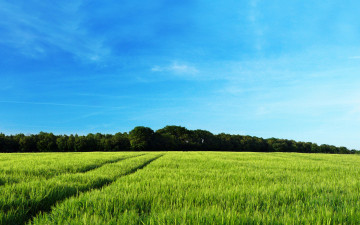 Картинка природа поля