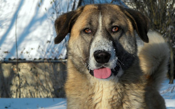 Картинка животные собаки