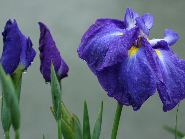 Обои картинки фото цветы, ирисы