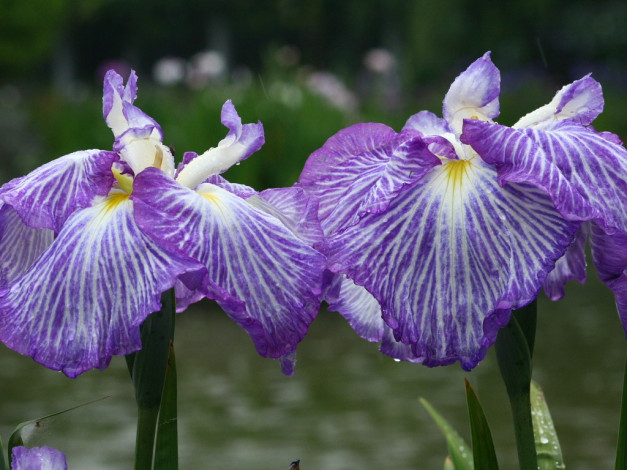 Обои картинки фото цветы, ирисы