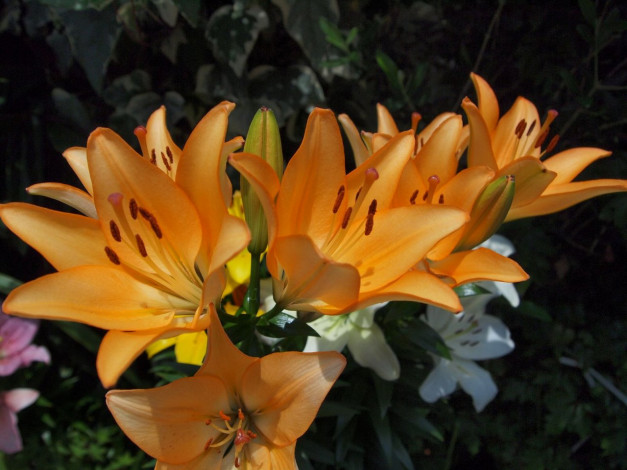 Обои картинки фото цветы, лилии, лилейники