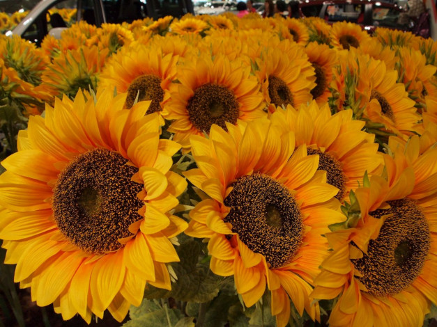 Обои картинки фото цветы, подсолнухи