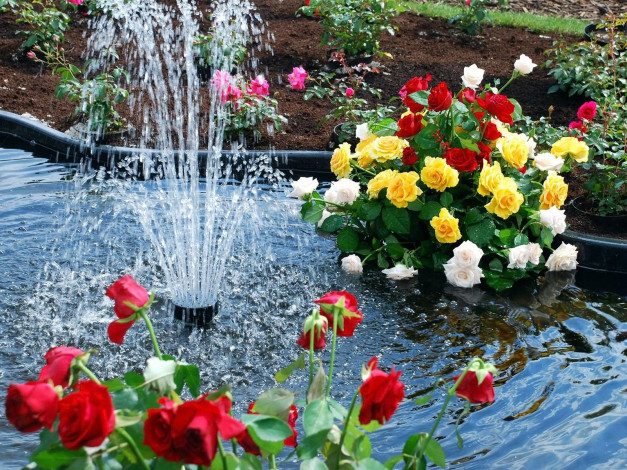 Обои картинки фото цветы, розы