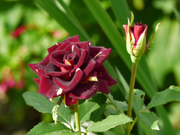 Обои картинки фото цветы, розы