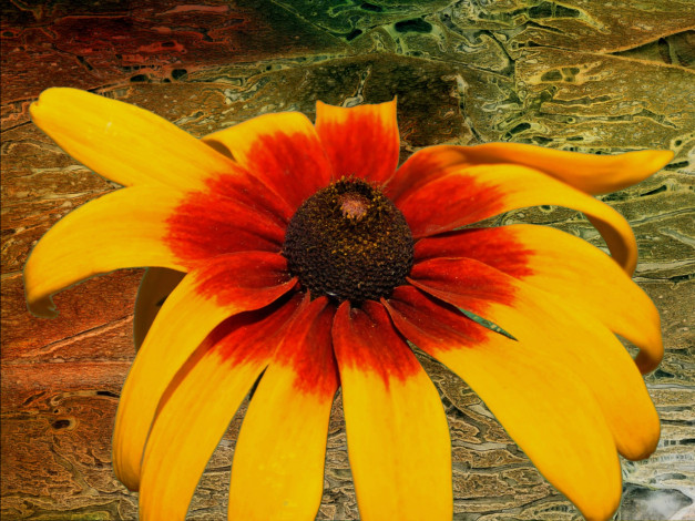 Обои картинки фото цветы, рудбекия