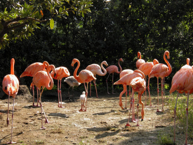 Обои картинки фото животные, фламинго