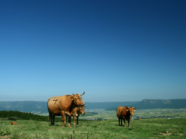 Обои картинки фото животные, коровы, буйволы