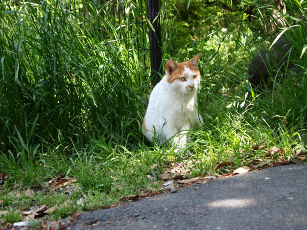 Обои картинки фото животные, коты