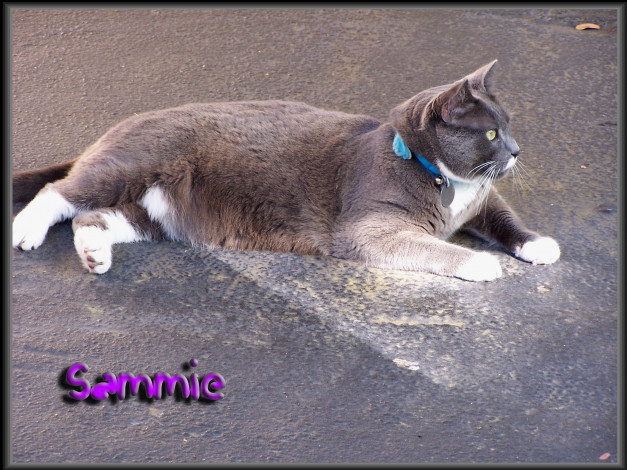 Обои картинки фото животные, коты