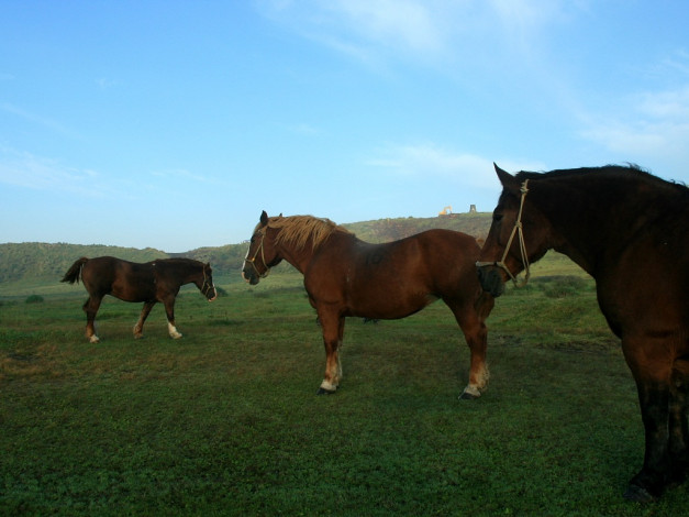 Обои картинки фото животные, лошади