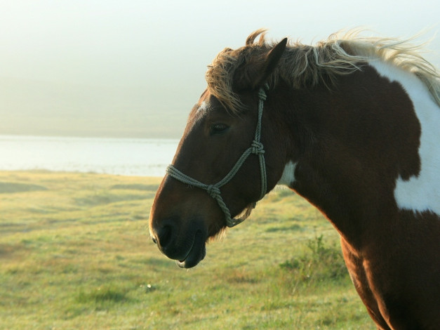 Обои картинки фото животные, лошади